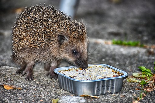 hedgehog eating