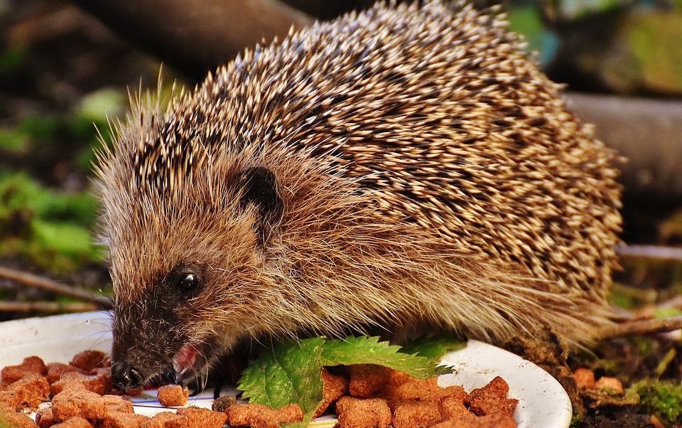 pet
