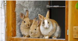 sheltering them outside